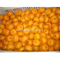 Fresh baby mandarinas naranjas hotsale